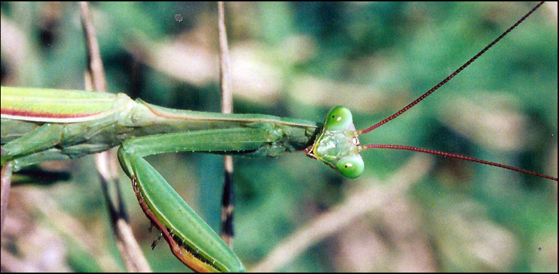 Maschio di Mantis religiosa (ritratto)